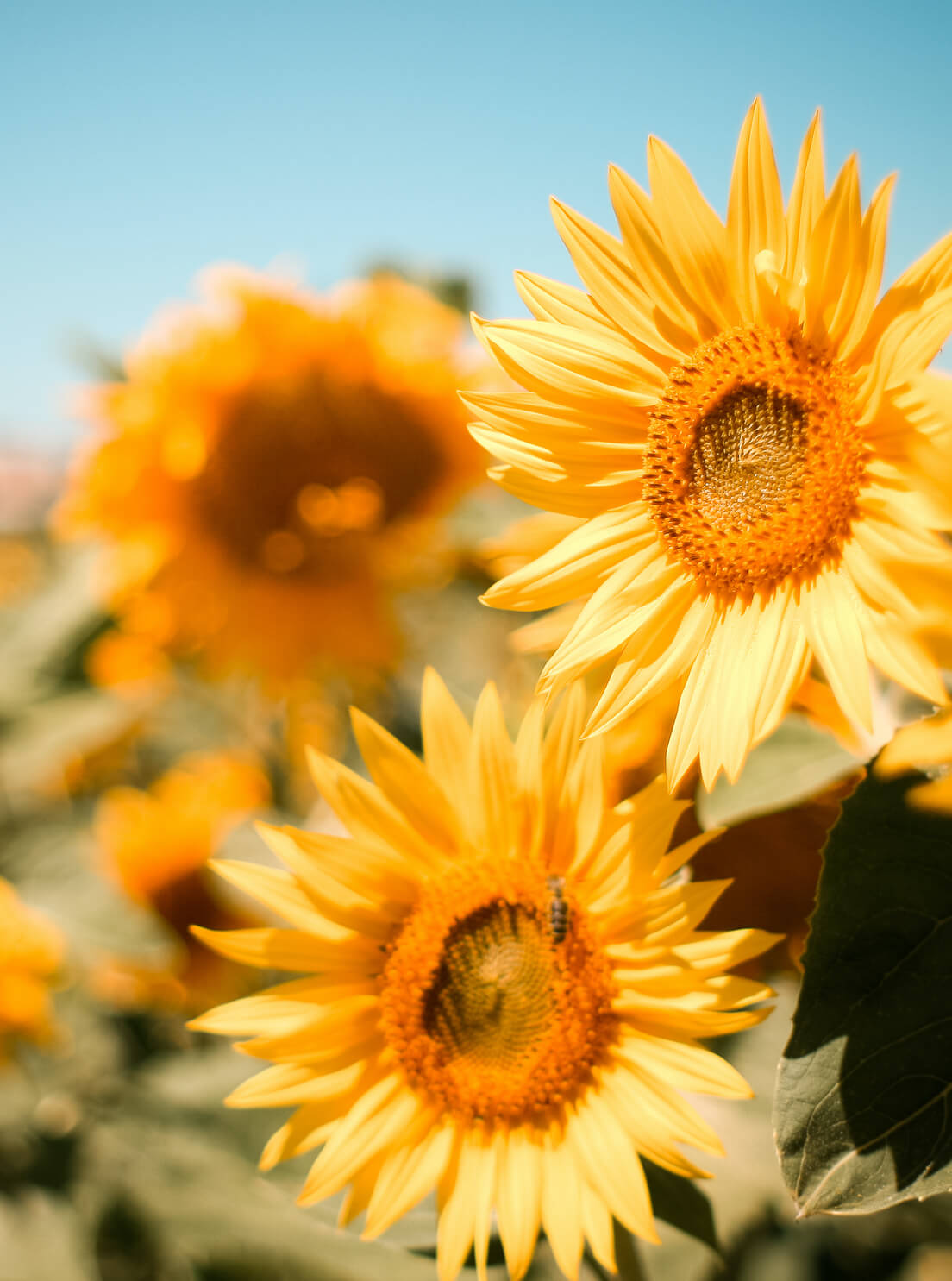 Photo of sunflowers on a sunny day
