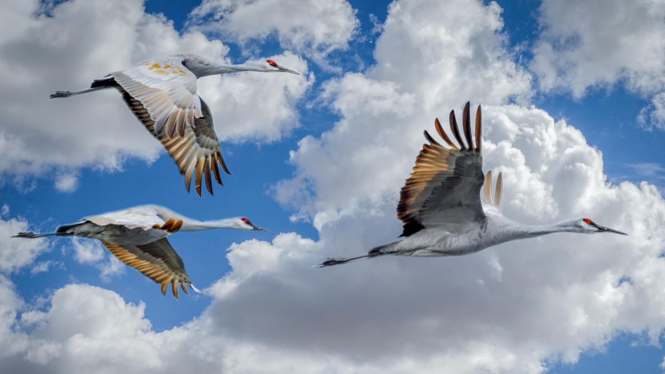 Image of 3 birds flying