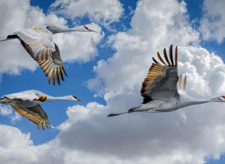 Image of 3 birds flying