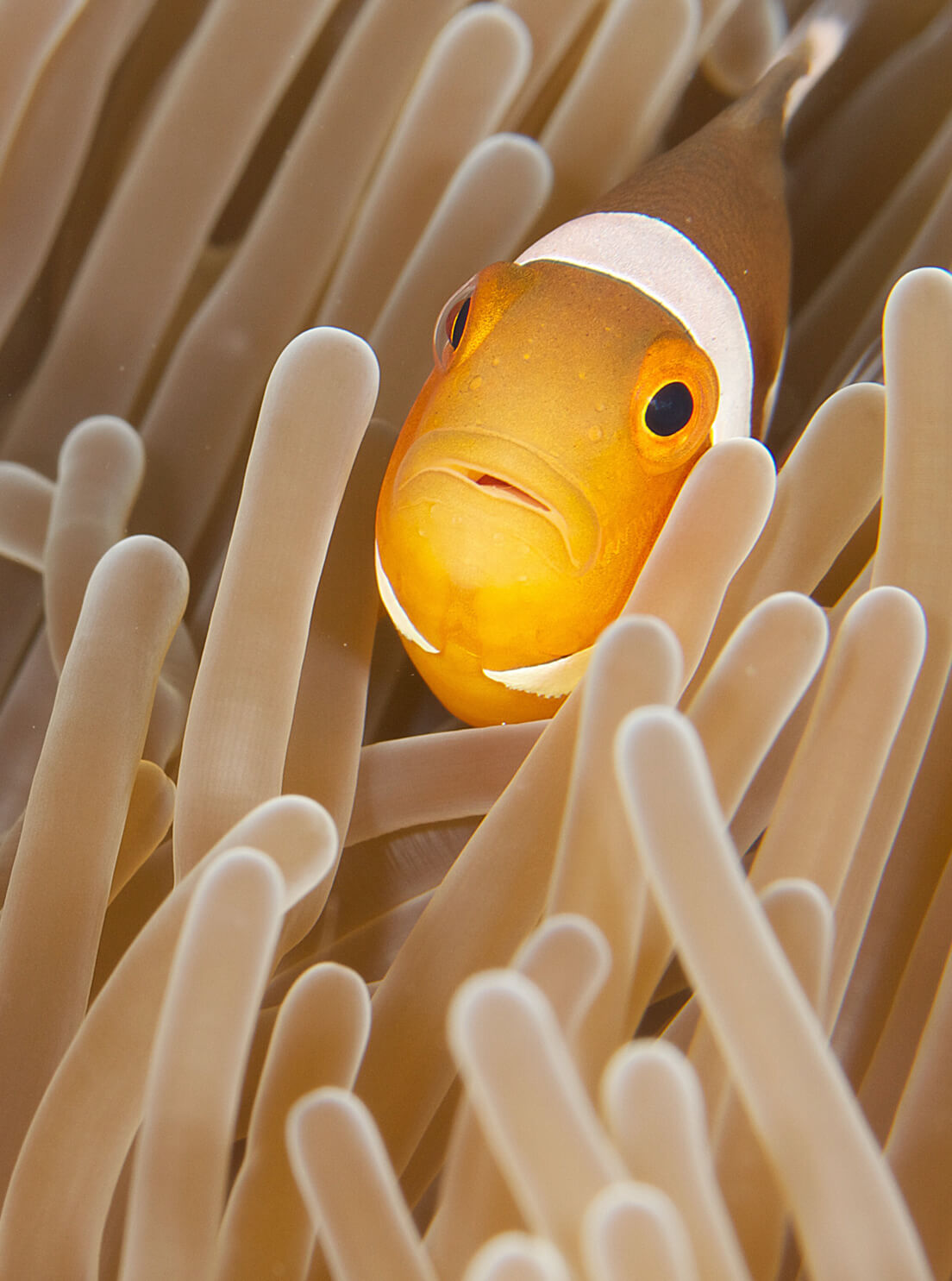 A photo of a clown fish swimming through coral
