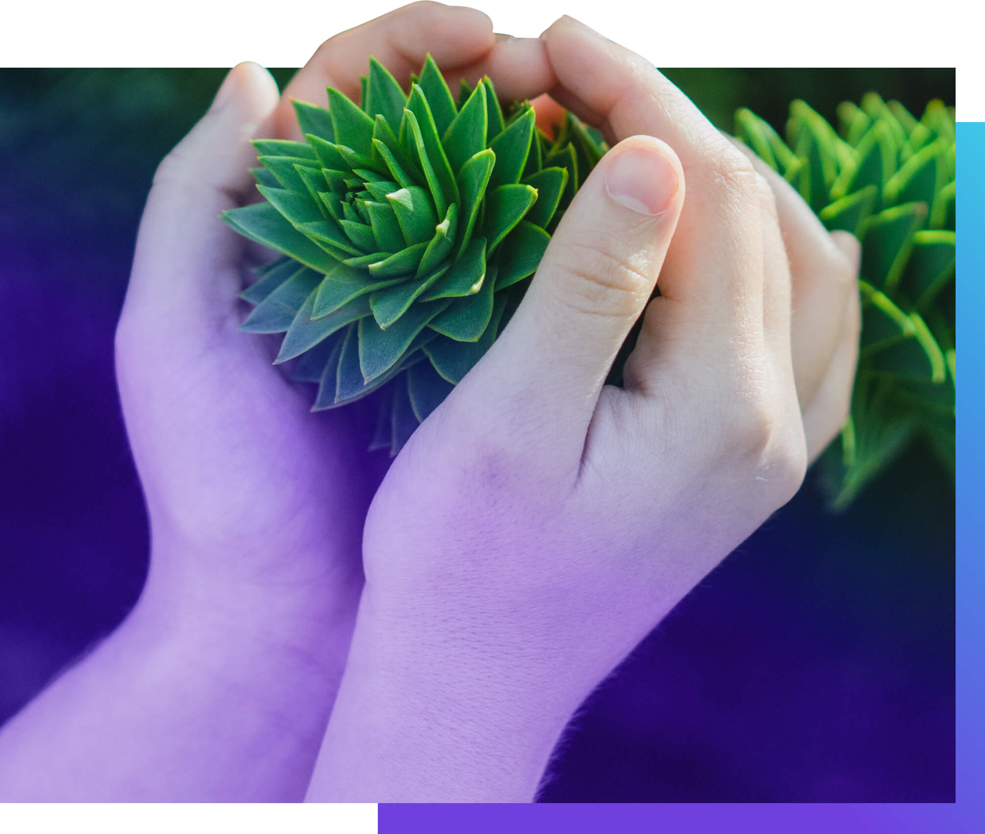 Hands holding a plant