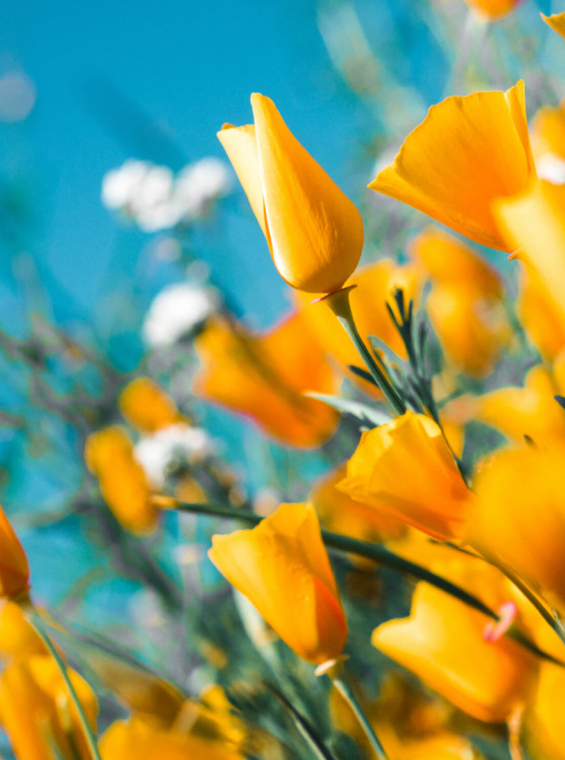 California poppy flowers against a blue sky