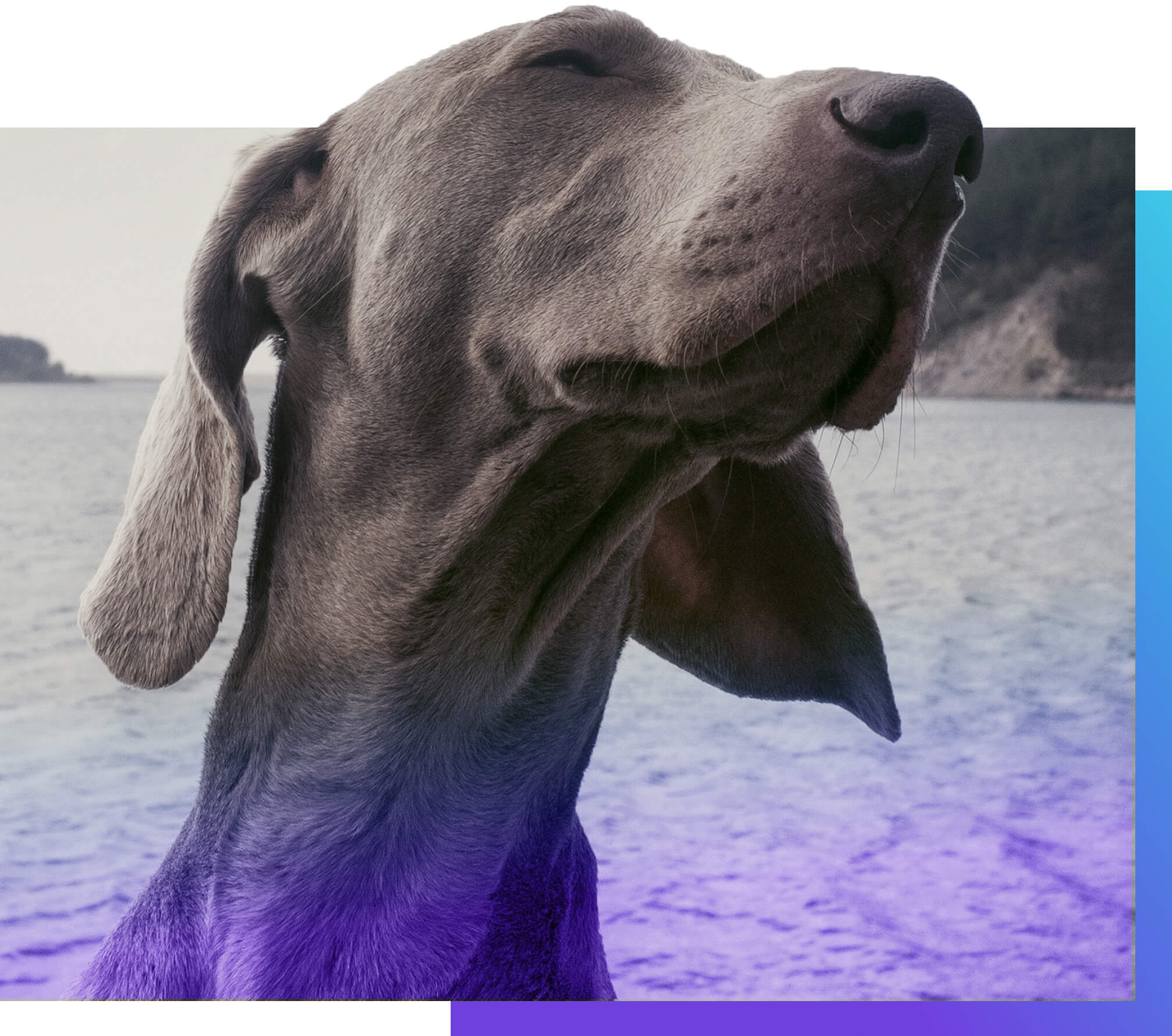 A happy Weimaraner ("Gray Ghost") dog