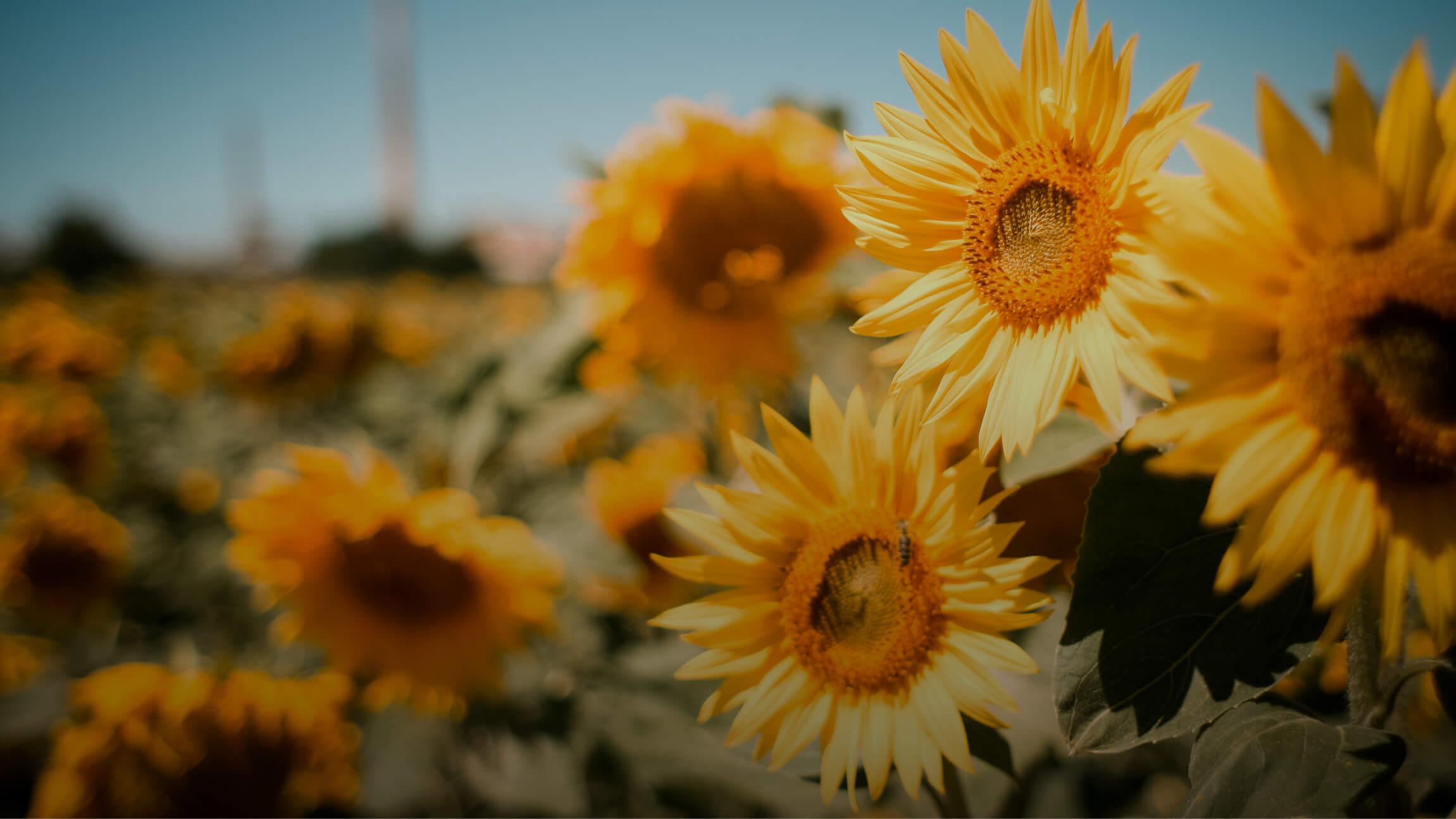 Photo of sunflowers on a sunny day