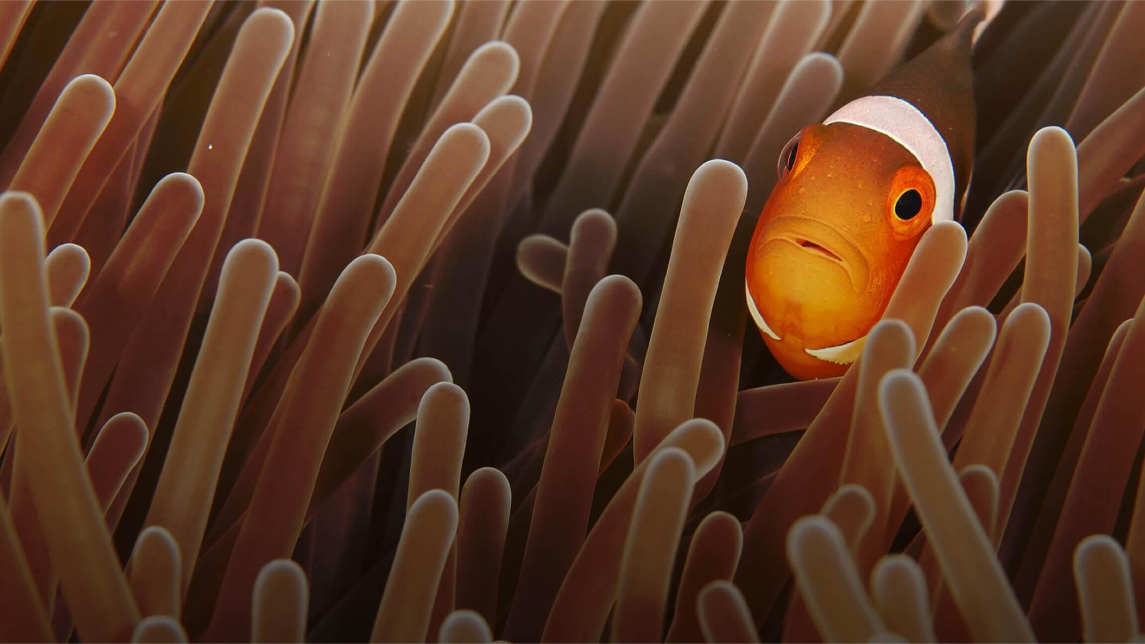 A photo of a clown fish swimming through coral