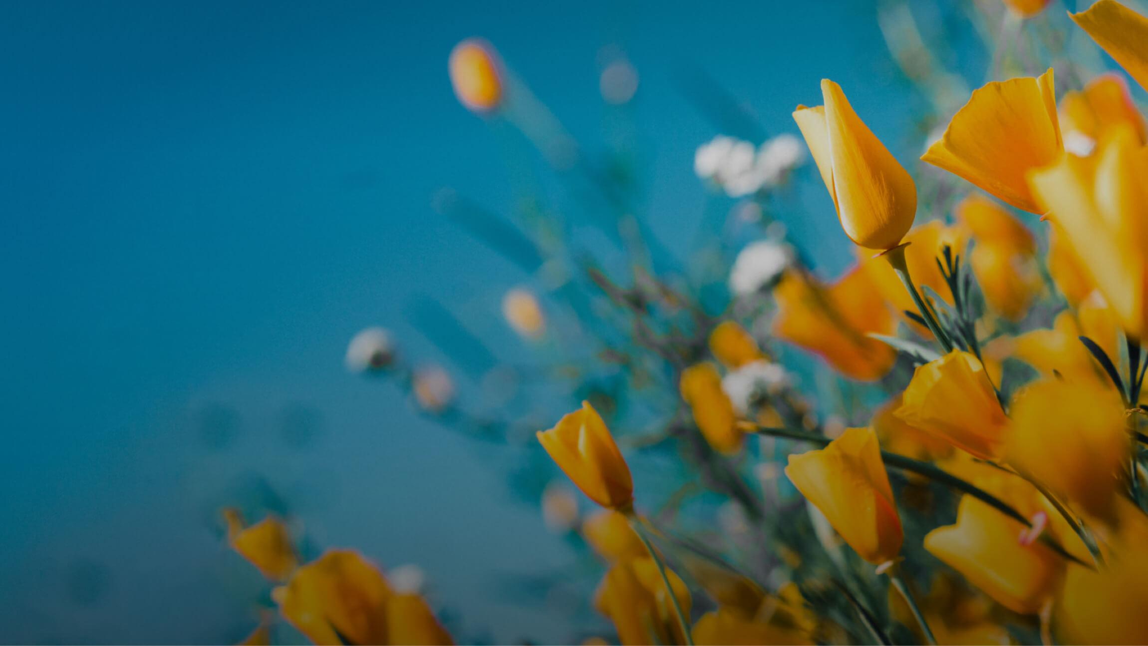 California poppy flowers against a blue sky